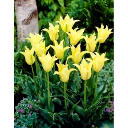 Cistula tulipán - XXXL balení 250 ks.