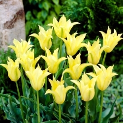 Cistula tulipán - XXXL csomag 250 db.