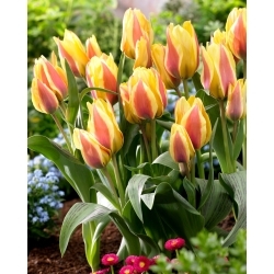 City Flower tulipán - XXXL balenie 250 ks