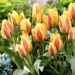 Tulipa Flor da Cidade - 5 peças