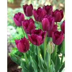 Göndör Sue tulipán - 5 db.
