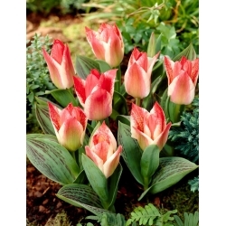 Tulipe Tsar Peter - paquet XL - 50 pcs