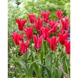 Panenka menuet tulipán - XXXL balení 250 ks.