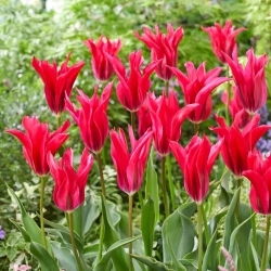 Tulipe menuet de poupee - pack XL - 50 pcs