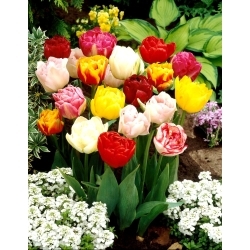 Dvojitý výber tulipánov - Dvojitý mix - XL balenie - 50 ks