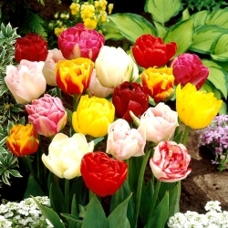 Dvojitý výber tulipánov - Dvojitý mix - XXXL balenie 250 ks