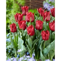 Robinho tulipán - 5 ks