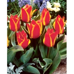 Tulipa Engadin - pacote XL - 50 unid.