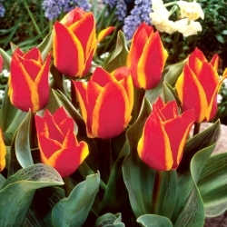 Tulipán de Engadina - 5 uds.