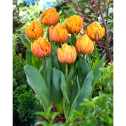 Tulipa Freeman - 5 peças - 