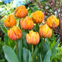 Tulipe Freeman - 5 pieces