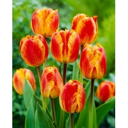 Rojtos napforduló tulipán - 5 db.