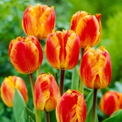 Tulipán Solstice con flecos - 5 uds.