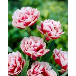 Gerbrand Kieft tulip - 5 pcs