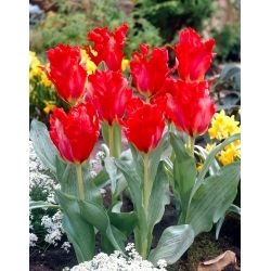 Tulipano Pappagallo Gigante - Confezione XXXL 250 pz
