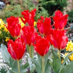 Tulipa Papagaio Gigante - 5 unidades