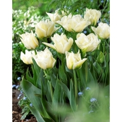 Tulipe Global Desire - 5 pieces