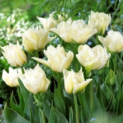 Global Desire tulipán - XXXL balenie 250 ks