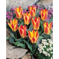 Tulipa Golden Day - pacote XL - 50 unid.