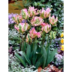 Tulipa Onda Verde - 5 peças