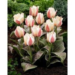 Tulipa de alta costura - 5 peças