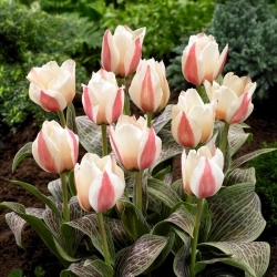 Tulipa de alta costura - 5 peças