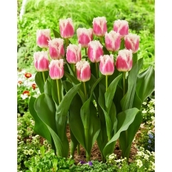 Tulipa do Havaí - 5 peças