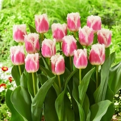 Havajský tulipán - XXXL balení 250 ks.