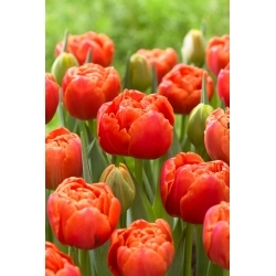 Ikonos tulipán - 5 db.