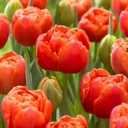 Tulipa ícone - 5 peças - 