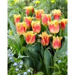 Tulipa Joint Devision - pacote XL - 50 unid.