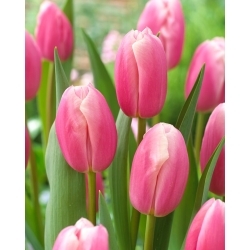 Kasia tulipán - XXXL balenie 250 ks
