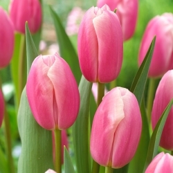 Kasia tulip - XXXL опаковка 250 бр - 
