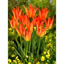 Tulipa Lilyfire - pacote XL - 50 unid.