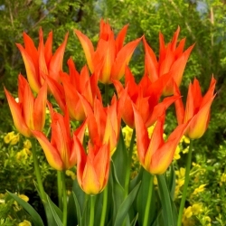 Tulipe Lilyfire - pack XL - 50 pcs
