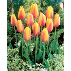 Long Lady tulipán - XL balenie - 50 ks