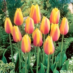 Long Lady tulipán - XL csomag - 50 db.