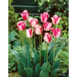 Mata Hari tulipan - XXXL pakke med 250 stk