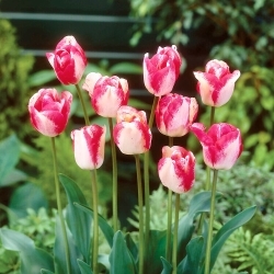 Mata Hari tulip - 5 pcs