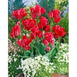 Merry Go Round tulipan - 5 stk