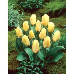 Mieke Telkamp tulipán - XL balenie - 50 ks