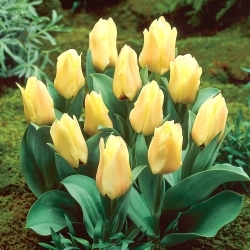 Mieke Telkamp tulipán - 5 db - 
