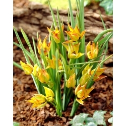 Botanický tulipán Orphanidea Flava - 5 ks.