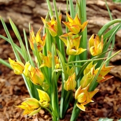 Orphanidea Flava botanikai tulipán - 5 db - 