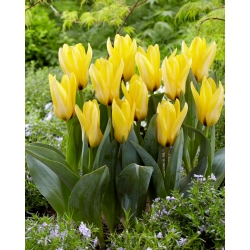 Partitura tulip - 5 pcs