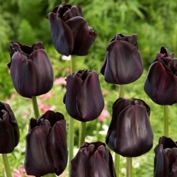 Tulipe Paul Scherer - 5 pieces