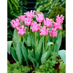 Cuadro tulipán - 5 piezas