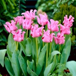Obrázkový tulipán - 5 ks - 