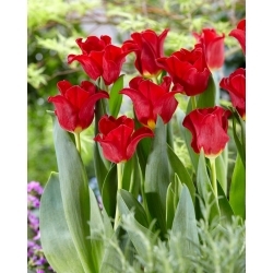 Abito rosso tulipano - 5 pz