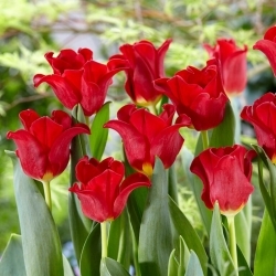 Abito rosso tulipano - 5 pz